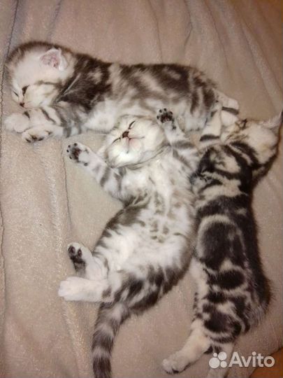 Шотландские котята