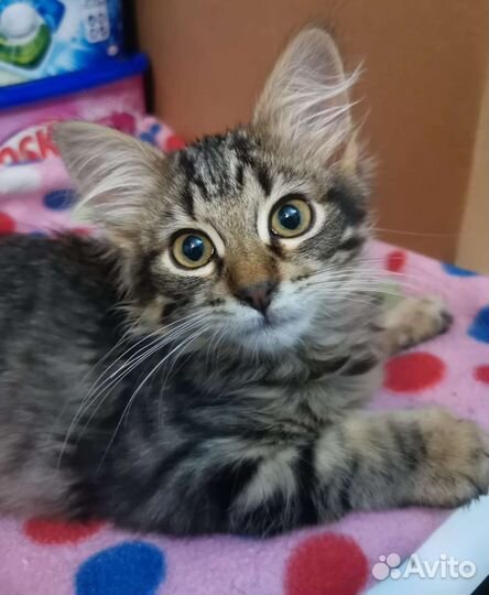 Пушистое счастье в добрые руки