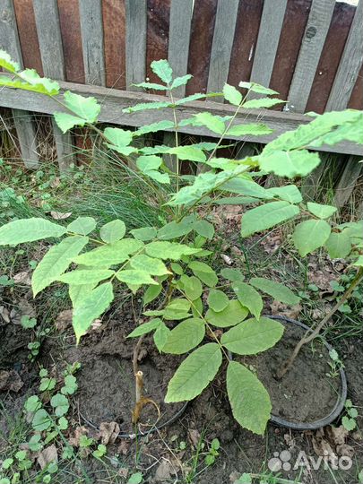 Маньчжурский орех саженцы