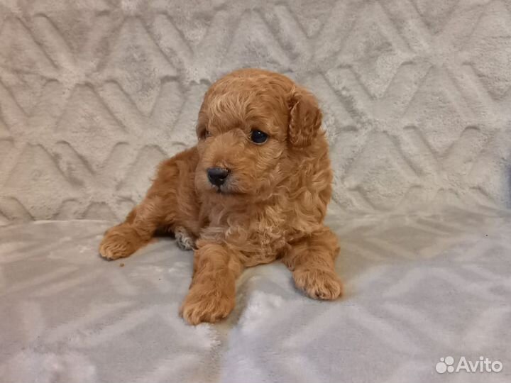 Девочки красавицы