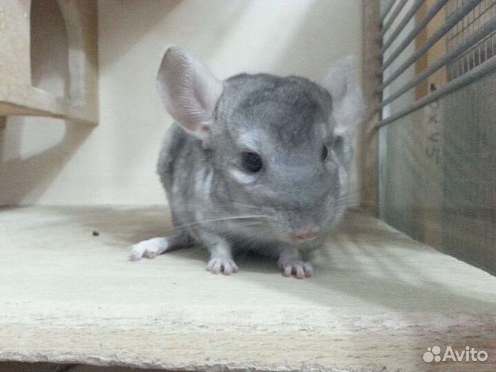 Шиншиллы домашние