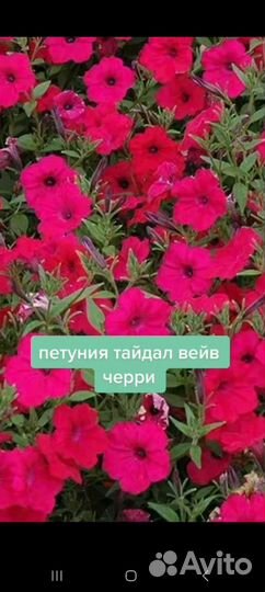 Петуния ампельная рассада