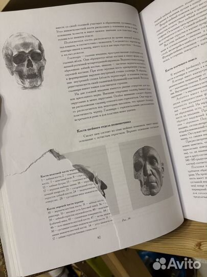 Голова человека: основы рисунка Николай Ли