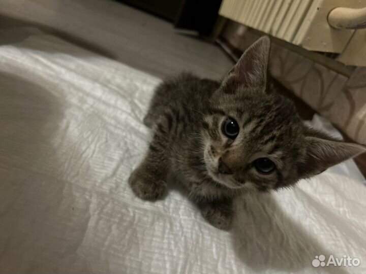 Бенгальский кот