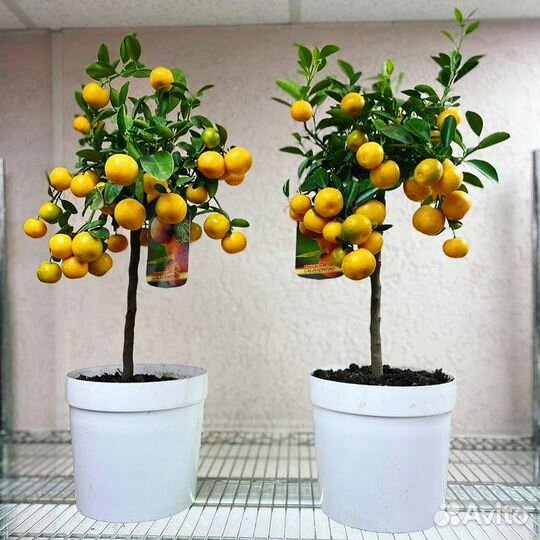 Каламондин на штамбе (Цитрофортунелла) - мандарин