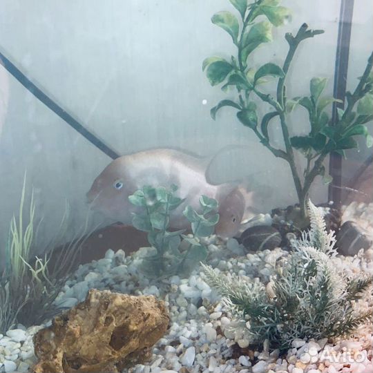 Цыхлиды Фламинго