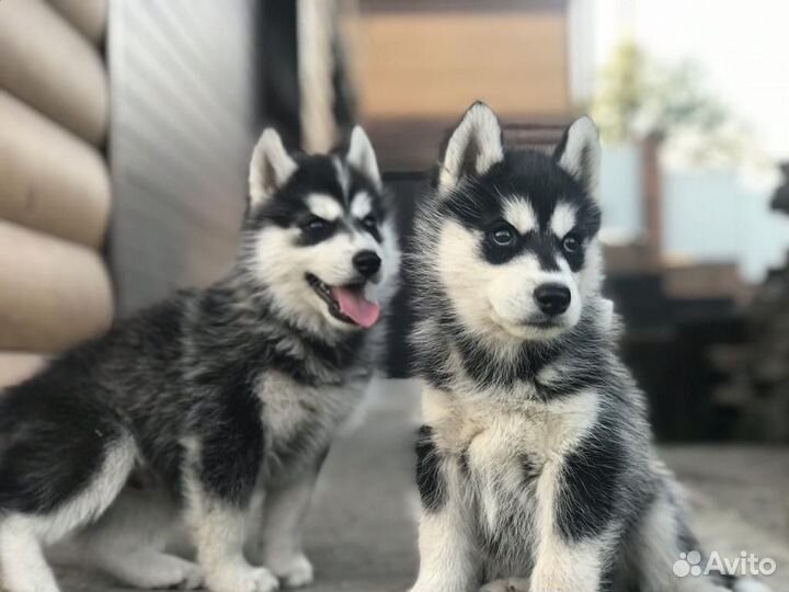 Щенки хаски