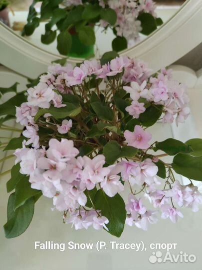 Фиалки трейлеры(детки, стартёры, пасынки, черенки)