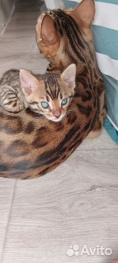 Бенгальский котенок