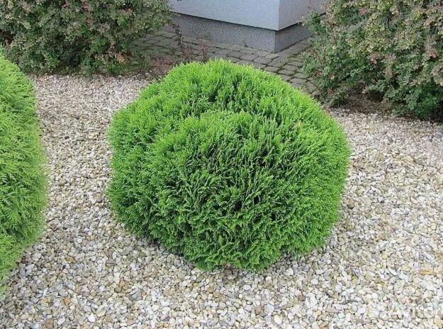 Туя даника для дачи и дома