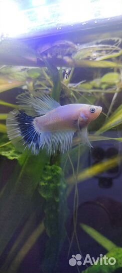 Рыба петушок
