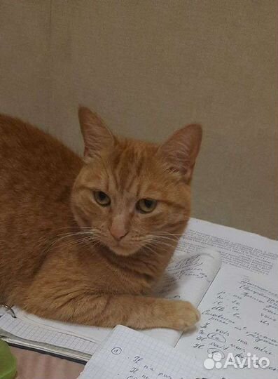 Отдам кошку в добрые руки