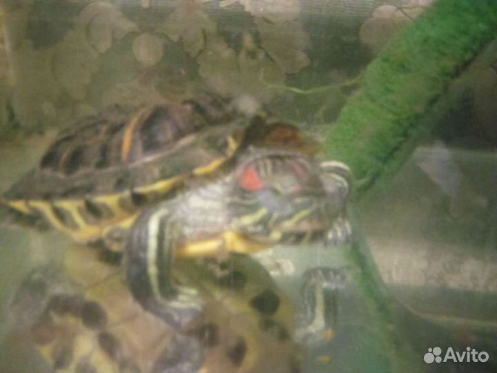 Красноухая черепаха