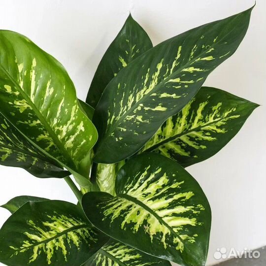 Диффенбахии Тропик Сноу и Кул Бьюти