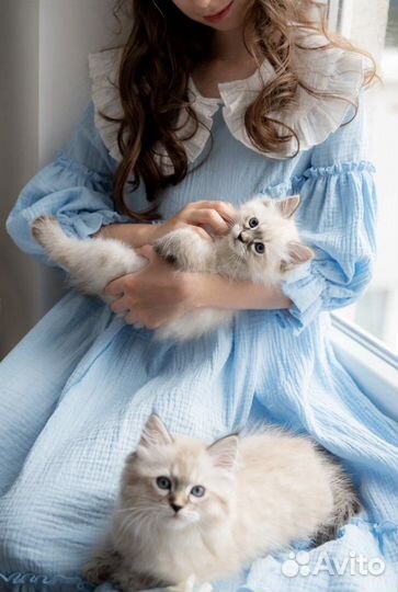 Невский маскарадный котёнок