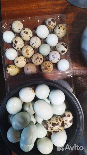 Яйцо домашнее