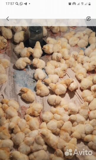 Бройлеры суточные. Предварительная запись