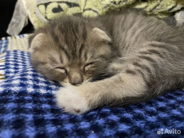 Котенок вислоухий