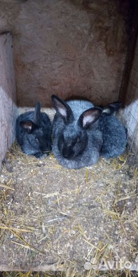 Кролики Полтавское серебро