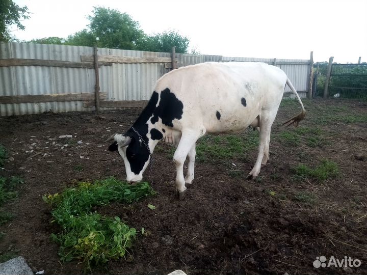 Продаётся корова