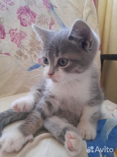 Котёнок (мальчик) в добрые руки