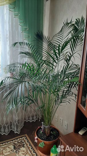 Пальма арека