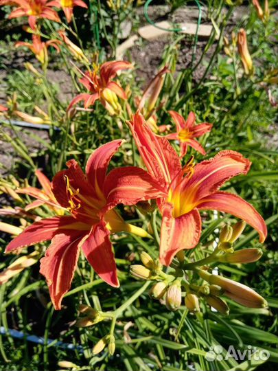 Многолетники