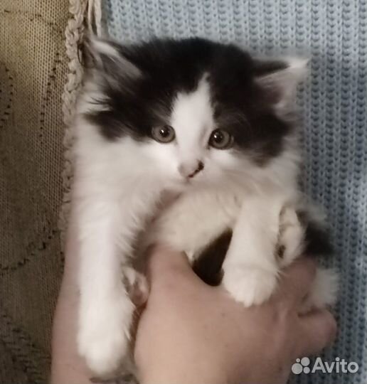 Котенок девочка 1,5 месяца