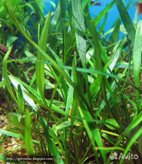 Ива узколистная Аквариумное