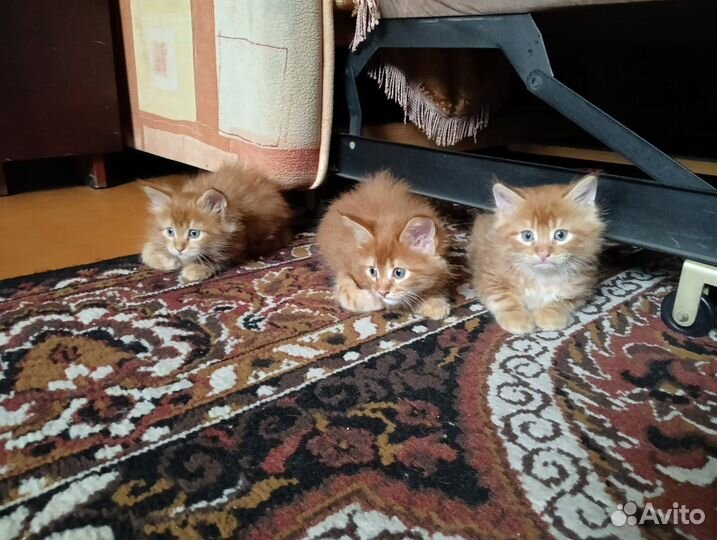 Котята мейн-кун рыжие