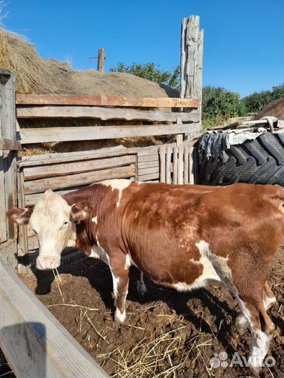 Первотелки