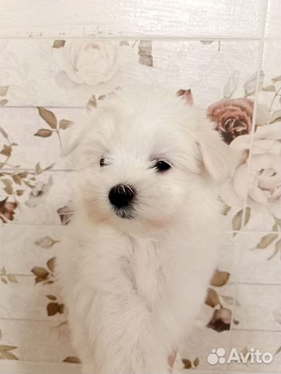 Мальтийская болонка