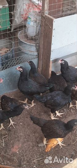 Корниш молодые петушки