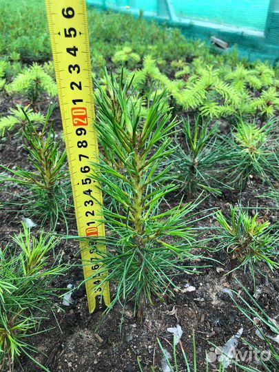 Сеянцы кедра сибирского