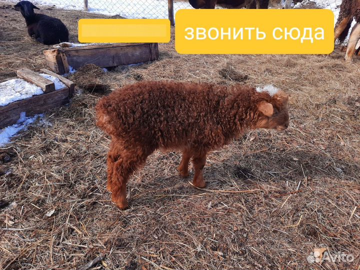 Продам Баранов