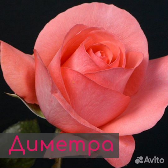Саженцы роз / Розы