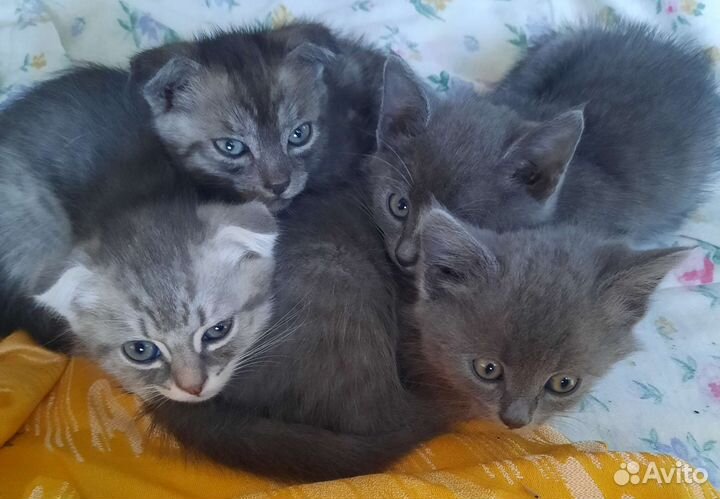 Котята ищут любящих хозяев