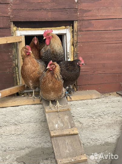 Билефельдер, Амераукана, Виандот, Кучинская