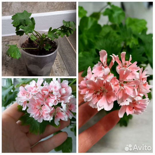 Пеларгония герань