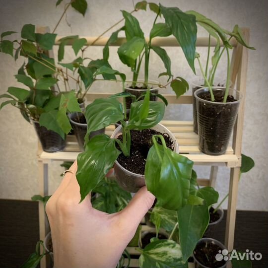 Обмен комнатными растениями