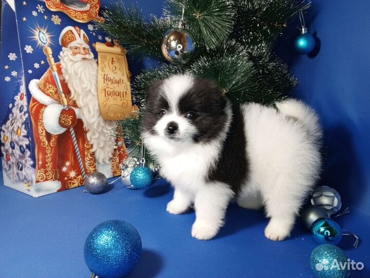 Щенки Шпица мини мишка