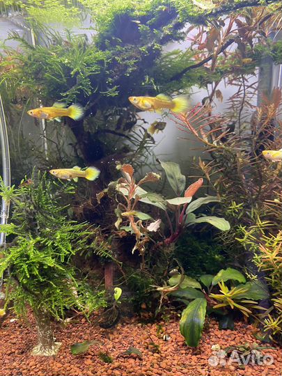 Рыбки Гуппи