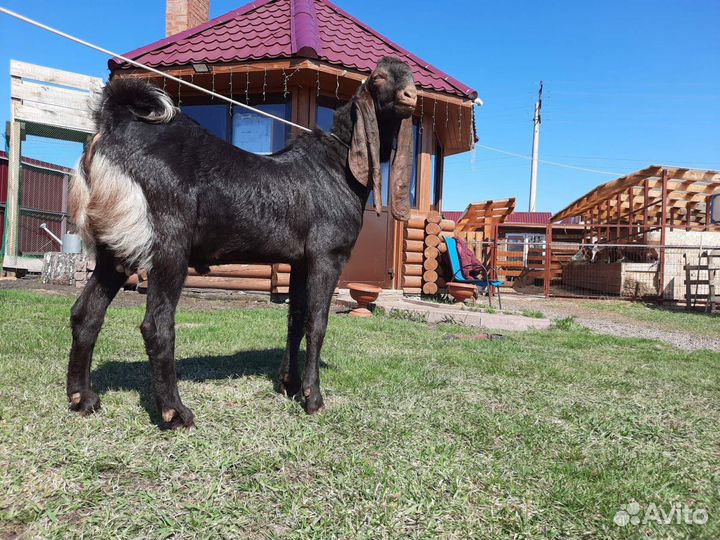 Козел Камори 100%