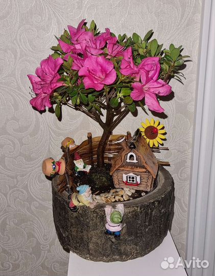 Комнатные цветы