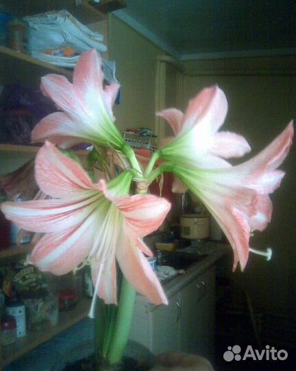 Цветы Гиппеаструм луковицы многолетки обмен