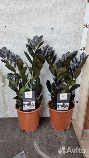 Замиокулькас Равен 14/40