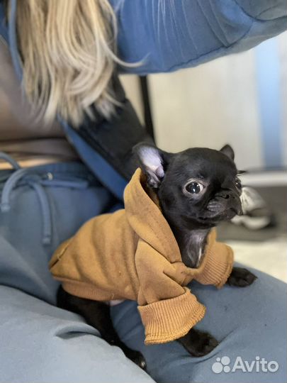 Одежда для маленьких собак xs-s