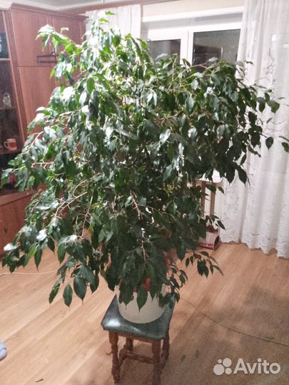 Фикус бенджамина