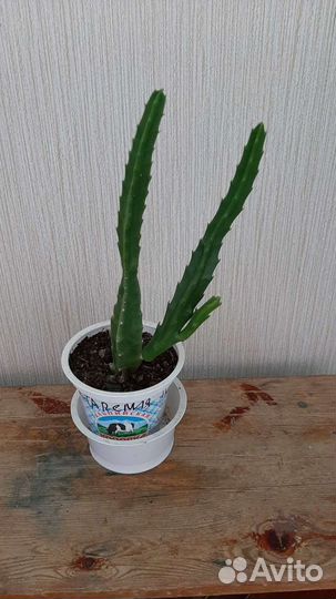 Стапелия, бальзамин махровый малиновый,розовый,тол