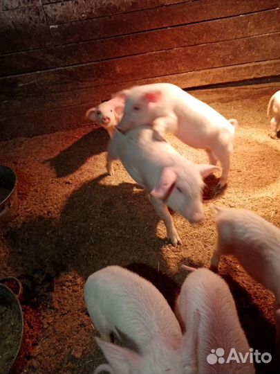 Поросята